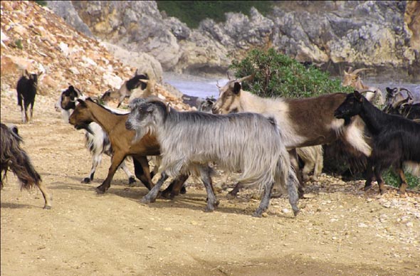 Goats on beach near Poros - Kefalonia, Greece; photo by (c) Carolyn Pararas-Carayannis